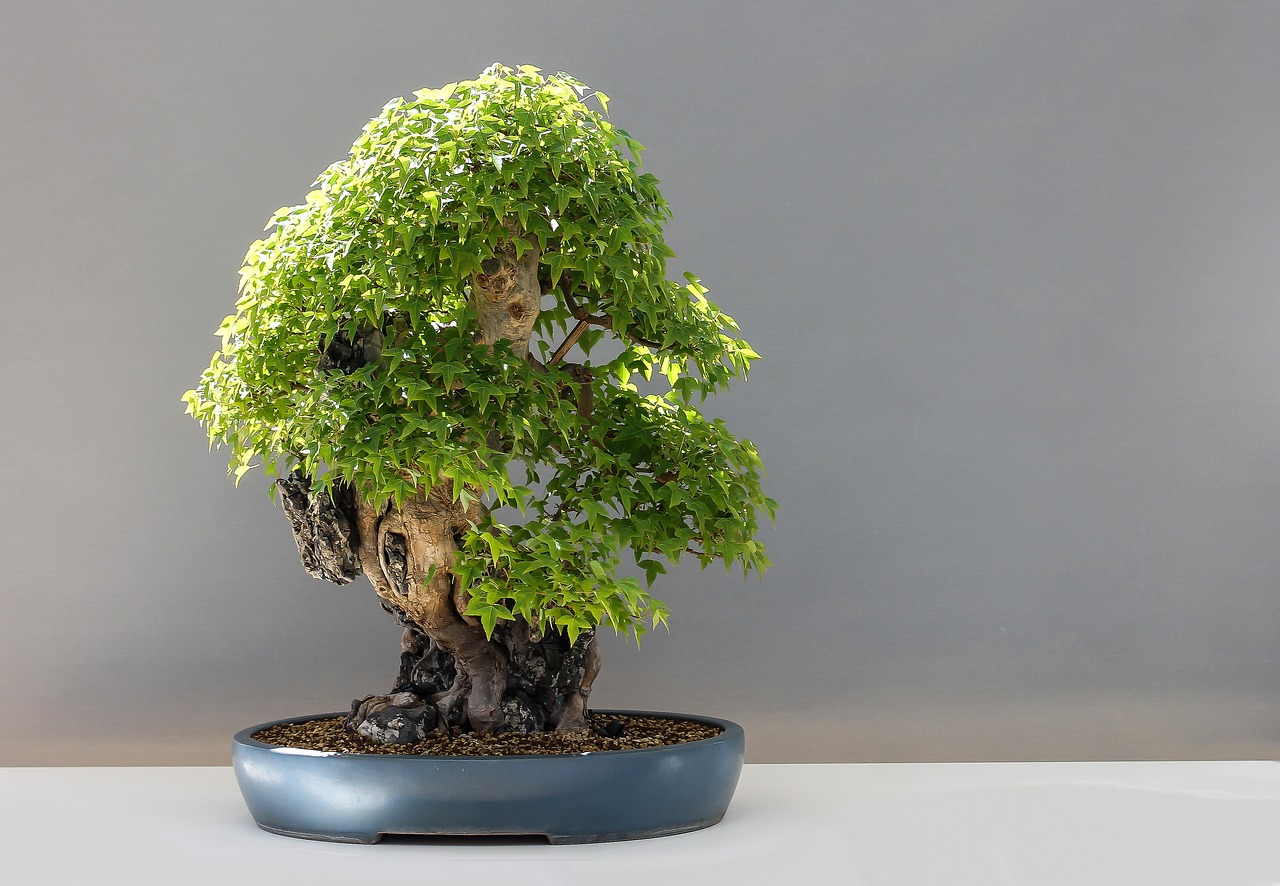 Průvodce péčí o bonsaje: Jak vypěstovat bonsai